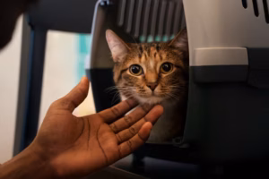 O Universo Felino no transporte aéreo Internacional