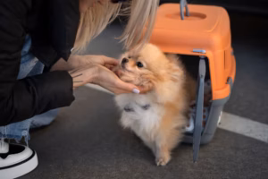 Como Levar Cachorro ou Gato para o Canadá: Guia Completo para Viajar com Segurança