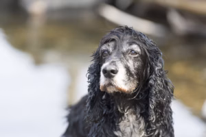 Transporte Aéreo Internacional de Cães Idosos: Geriatria, Fragilidade e Manejo em Relocação Internacional