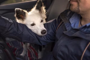 Os Desafios Atuais do Transporte Internacional de Cães e Gatos: Riscos Operacionais, Informalidade e Impactos Regulatórios
