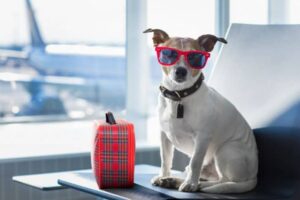 ATA, IPATA e LAR: o que são e qual a importância para o transporte aéreo internacional de cães e gatos?